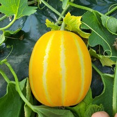 성주 고당도 꿀 참외 농장직송 산지직송...