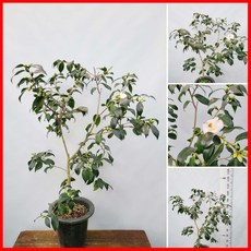 도테라야로우폼