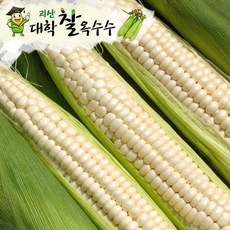 [7/10순차발송] 괴산 대학 찰옥수수 15개 (개당17cm이상)