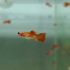 황금달수족관 풀레드글라스벨리 구피 1쌍 (2마리), 1마리