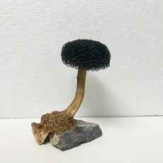 테라리움 장식 어항 식물 이끼 나무 조경 뿌리 유목 수생 잔디 수족관 액세서리 없음, 1 head, 1) 1 head - height 10-15cm