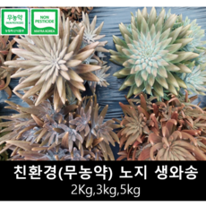 [송죽농장] 무농약 인증 국내산 노지 생와송 2023년산, 3kg