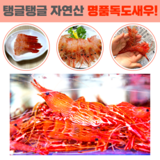  당일조업 산지직송 자연산 활 독도새우 꽃새우 닭새우 300g 500g 1kg, 활 독도꽃새우 500g(30미 내외)., 1개 