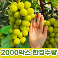 코스트코샤인머스켓