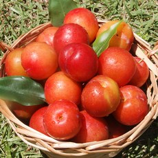 경북 자두 500g(혼합과), 경북 자두 500g(대과)