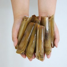 순천만 맛조개 500g 20-25미 산소포장, 1개