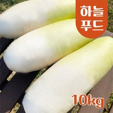 (10kg/Box) 수입산 세척무 식자재 [원산지:중국], 1개