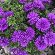 aster-겹아스타 딥퍼플 [4포트] 겹진보라 (복남이네야생화 공작아스타 가을 모종)