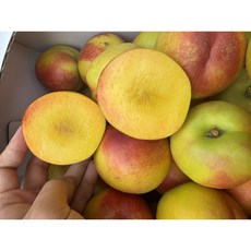 당도선별 고당도 망고복숭아 천도복숭아, 1박스, 로얄과 1kg
