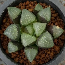 하월시아 블랙코렉타