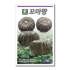 다농 꼬마짱단호박 씨앗 5립, 1개