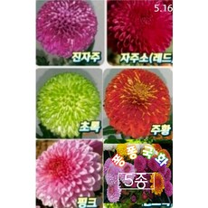 퐁퐁국화모종(폼폰국화)5종1셋