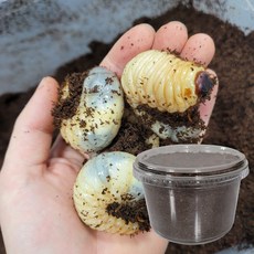 장수풍뎅이 애벌레 한쌍 키우기 세트