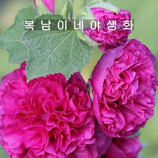 겹접시꽃 바이올렛 [4포트 복남이네야생화 모종 hollyhock 체터스더블]