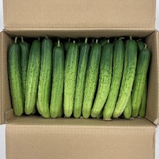 클릭마켓 백 다다기 오이 특품 백오이 소박이 오이지 용, 1개, 5kg