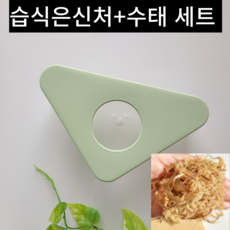 이지크레 도마뱀 습식 은신처 크레스티드 게코 산란통, 1개, 그린