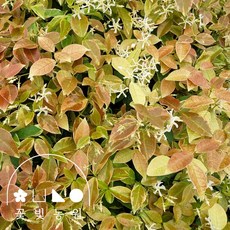 무늬백화등분재