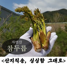 [4월15일 순차발송] 100% 자연산 강원도 정선 참두릅 야생 산두릅 엄나무순 엉개나물 개두릅 음나무순 엄나물 음나물, 참두릅 1kg, 1개, 1kg