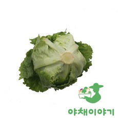 야채이야기 싱싱한 국내산 양상추 12통 박스 샐러드채소, 1박스, 6kg