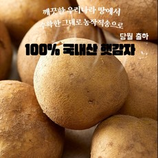 100% 국내산 당월출하 햇감자 수미감자 소 중 대 특 (1KG -10KG), 1개, 특 10KG
