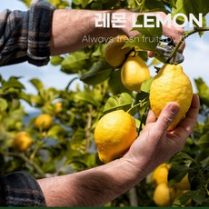 이브팜 레몬 lemon 1박스 가정용 업소용 못난이 대용량 레몬청, 1개, 17kg