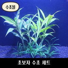 초보자 수초 세트 (애란8촉+산드리아2촉+골든산드리아2촉) 초보자수초 자연수초, 초보자수초세트(애란8촉+산드리아2촉+골든산드리아2촉)