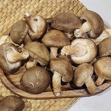 향긋한 향 쫄깃한 국내산 갓성비 송화버섯 500g 20-25미 내외 (푸드), 500g(20-25미 내외), 1개