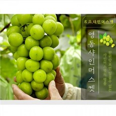 영동샤인머스켓