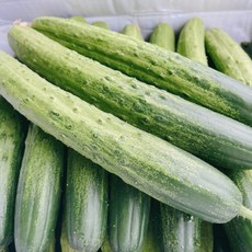 갓 수확한 맛있는 국내산 최상품 백오이 특 10kg