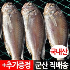 가시조기