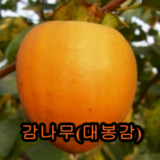 대봉감(홍시)나무 3년결실주 나무 묘목 감나무, 1개