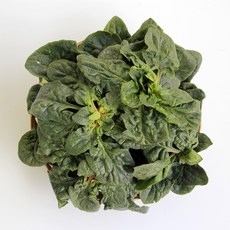 대감댁 국산 비금도 섬초 1kg 비금섬초, 비금섬초 1kg, 1개