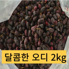 2024년 유기농 햇 청일오디 2kg 뽕나무 햇오디 산지직송