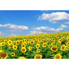 십자수16모눈원단