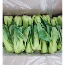 국내산 산지직송 청경채 마라탕 마라샹궈 샤브샤브 야채, 1개, 1kg