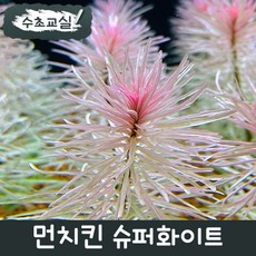 [수초교실] 포인트수초 먼치킨 슈퍼화이트 2촉
