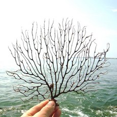천연산호
