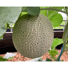 머스크멜론 고당도 특품 메론 명절 선물세트 [원산지:국산], 1박스, 특품6kg~8(대과6개)
