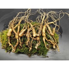 20년근 산양삼 인하삼 백두산 산삼 장뇌삼 방치삼 파삼 파지삼 250g, 20년 250g, 1개