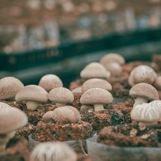 토실이표고버섯