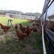 계룡산 토종닭(생닭 1.6kg내외) 육수용 닭발 무료 제공, 1개