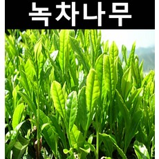 차나무(녹차나무) 5치포트 5개/나무 묘목/약용/특용수