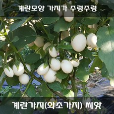 계란가지