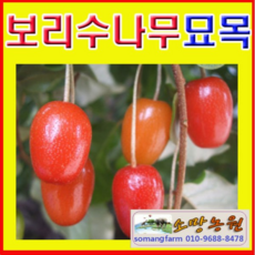 상수리나무아래