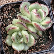 몽블랑115478