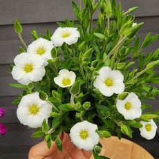 남도자리 소품, 1개