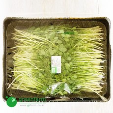 야채왕 완두순 1팩(500g), 1개