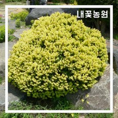 주목나무분재판매