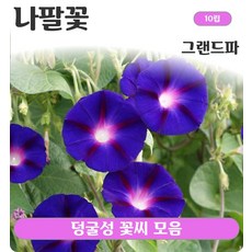 덩굴성 꽃씨 모음, 2. 나팔꽃 그랜드파 10립, 1개