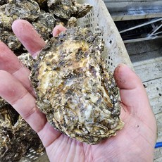 입망석화 삼배체굴 개체굴, 1개, 5KG